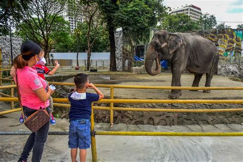 Free entrance to Manila Zoo in January 2022 .